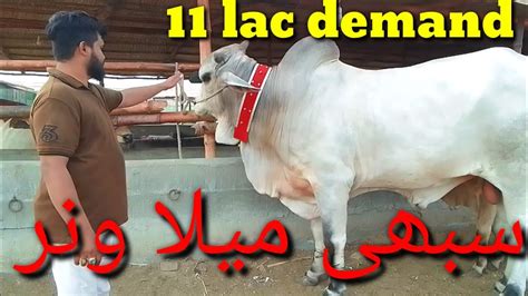 Cow Mandi 2023 Bakra Eid Quranbani K Lia Janwar Lenay Gay Ali Goth Cow