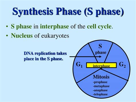 PPT - DNA and DNA Replication PowerPoint Presentation, free download ...