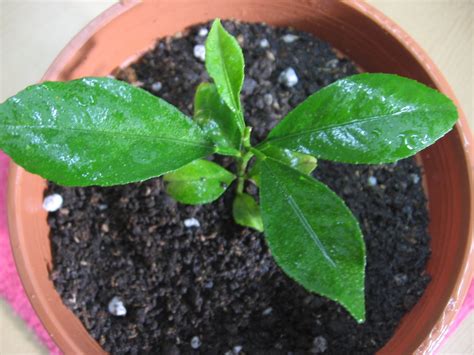 Cómo sembrar un árbol de limones en casa fácilmente