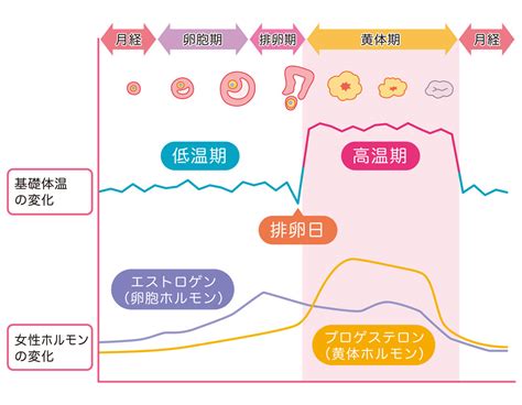 タイミング法とは：不妊治療のファーストステップ 男性不妊治療・手術は銀座リプロ外科