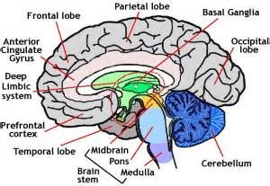 AP Psychology Brain Diagram Quizlet