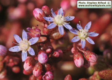 Sedum Caeruleum Azure Stonecrop The Online