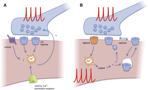 Plasticity Of Inhibition Neuron