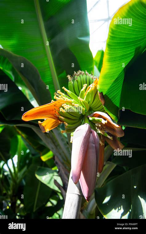 Flowering Banana Plant With Several Green Banana Clusters Stock Photo