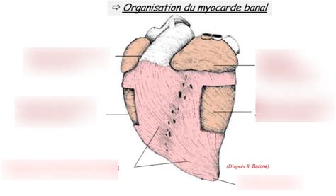 Diagramme De RCVR Anat Coeur Myocarde Quizlet