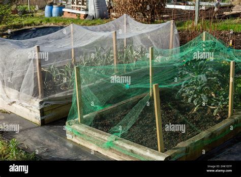 Wooden Raised Vegetable Bed Protected By Netting On An Allotment In