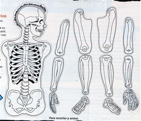 El Esqueleto En Educación Primaria Esqueleto Humano Para Niños