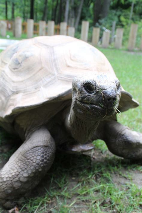 Aldabra Giant Tortoise - Binder Park Zoo