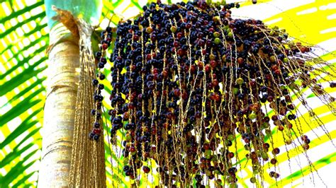 Qué Es El Açaí El Fruto De Brasil Que Se Popularizó En Dietas De