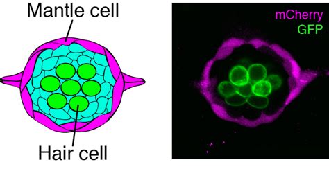 The Rockefeller University Dynamic Gene Expression By Putative Hair