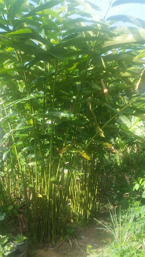 Warisan Petani Tanaman Pokok Kantan