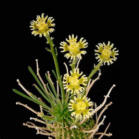 ⫸ Euphorbia Un Gran Género De Plantas Ultra Resistentes 🌵