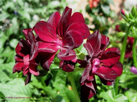 PlantFiles Pictures: Ivy Geranium, Ivy-leaf Geranium 'Arctic Red ...