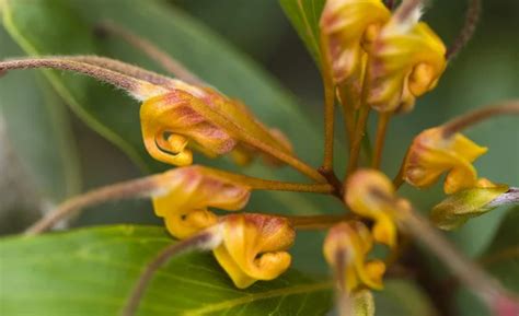 Hermosa Flor De Grevillea Venusta Planta Nativa Australiana