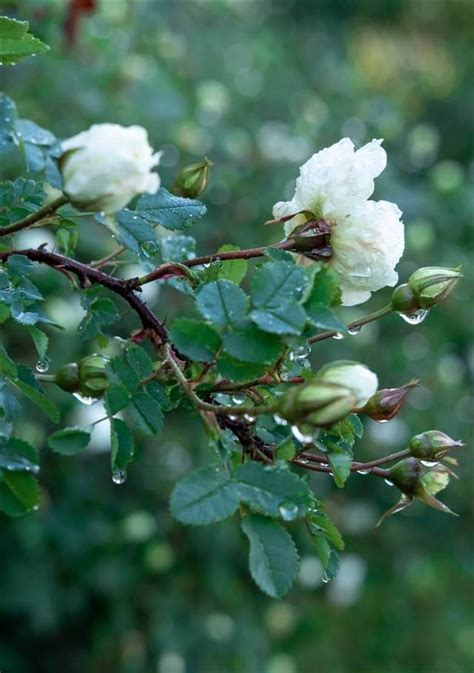 Plantas Con Flores Blancas De Interior Y De Exterior