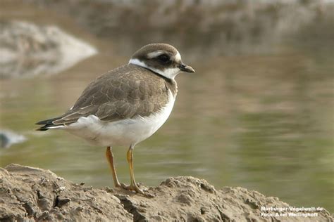 Marburger Vogelwelt De Sandregenpfeifer Charadrius Hiaticula Ringed