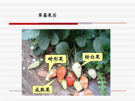 2 设施草莓栽培技术word文档在线阅读与下载无忧文档