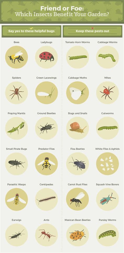 Everything You Need To Know About Getting Rid Of Common Garden Pests