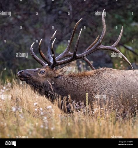 Bull Elk Cervus Canadensis Walking Through Tall Grass On Rainy