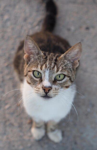 Retrato de ángulo alto de un gato sentado en tierra Foto Premium