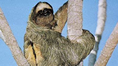 Sloth species and characteristic | Britannica