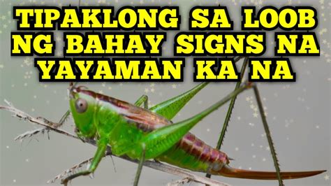 Tipaklong Sa Loob Ng Bahay Signs Na Yayaman Ka Na👐 Youtube