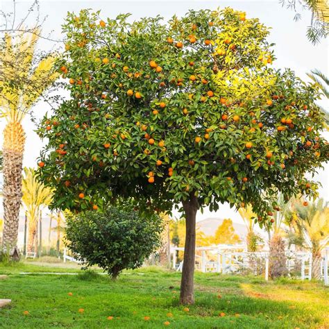 Navel Orange Tree Plants Express