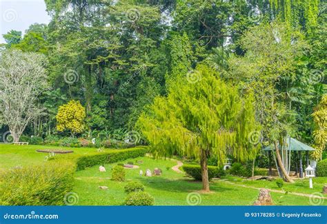 Trees Of Sri Lanka Stock Image Image Of Peradeniya Shrub 93178285