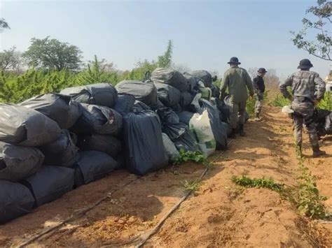 Fazenda de maconha no Piauí tem 100 mil pés da erva