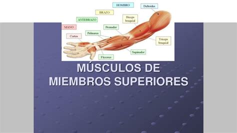 Musculos De Las Extremidades Superiores María Udocz