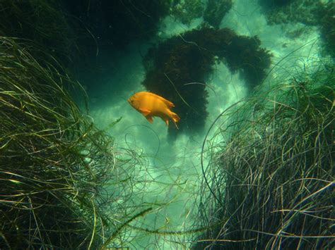 A Guide to Snorkeling at La Jolla Cove in San Diego - SkyAboveUs