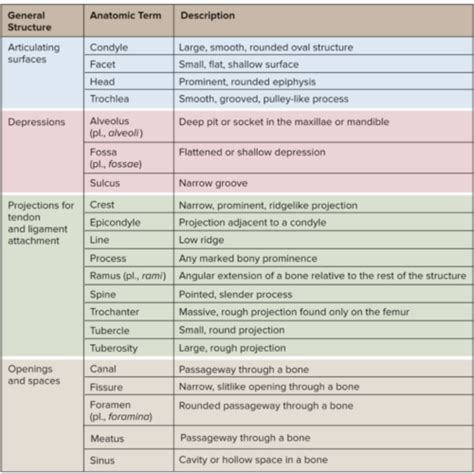 Module Articulations Flashcards Quizlet