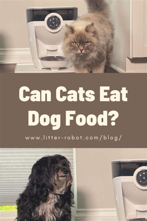 Can Cats Eat Dog Food Learn More On Litter Robot Blog