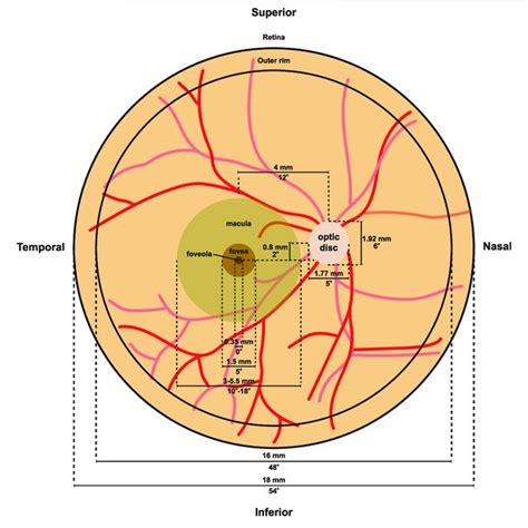 Retina Morphology Flat Mount Diagram Of A Human Retina Optic Disc