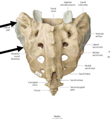 Sacral Sulcus Landmark