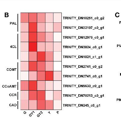 Differentially Expressed Genes DEGs Involved In Selected Pathways