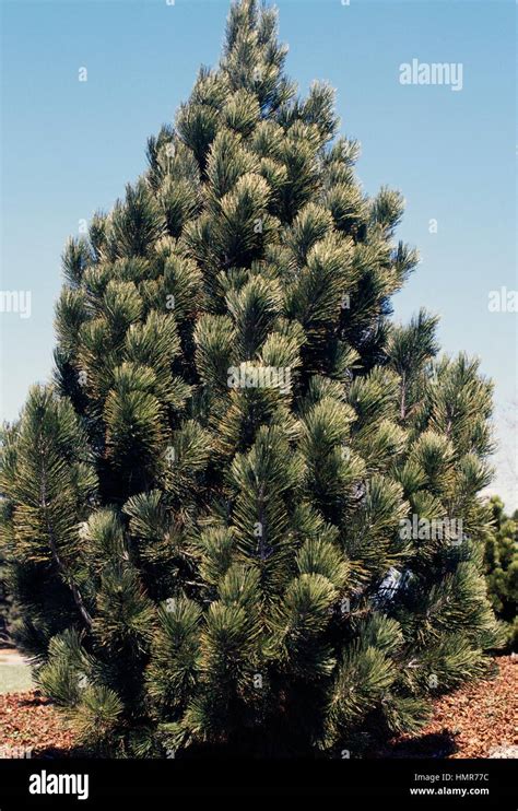 Bosnian Pine Pinus Leucodermis Or Pinus Heldreichii Pinaceae Stock