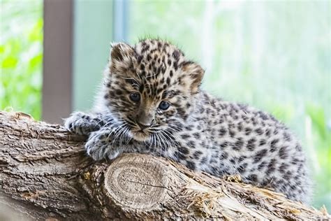 Amur Leopard Baby - Free photo on Pixabay