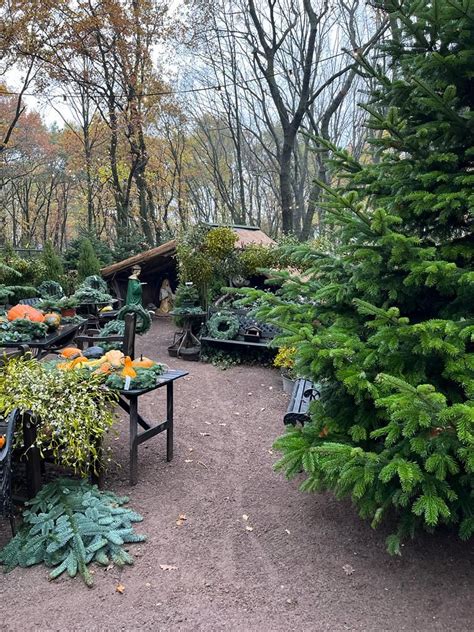 Foto S Schuurmans Buxus Taxus En Kerstbomen