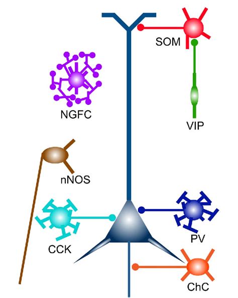 Figure From Genetic Dissection Of Gabaergic Neural Circuits In Mouse