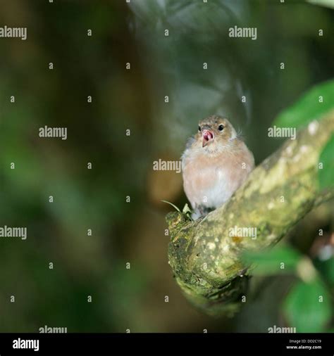 Welsh Garden Birds: chaffinch sings on its perch Stock Photo - Alamy