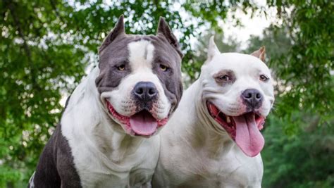 Los Pitbull Son Realmente Perros Agresivos