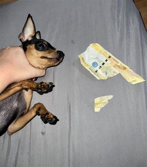Dog Owner Dismayed At Pet For Shredding Her P500 Yung Dog Food Mo