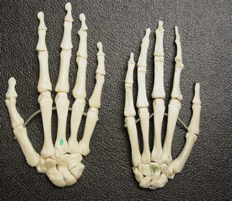 Hand Bones Diagram Quizlet