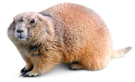 Woodchuck Animal Facts | Groundhogs For Kids | DK Find Out