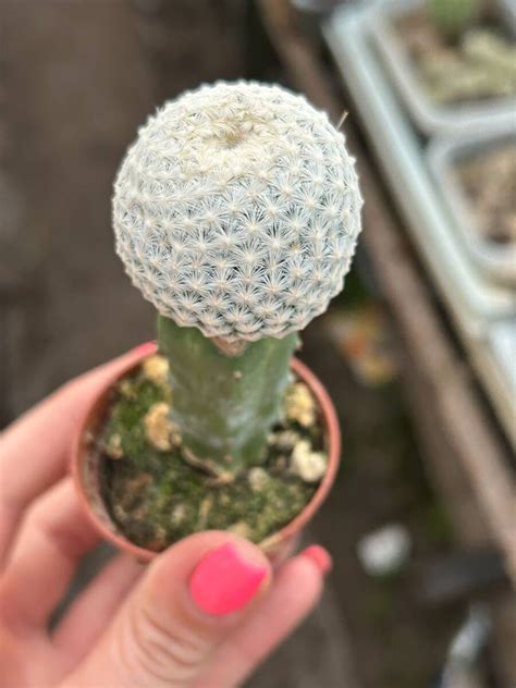 Mammillaria Lasiacantha Ssp Egregia Cactuses Mammillaria Kaktusy