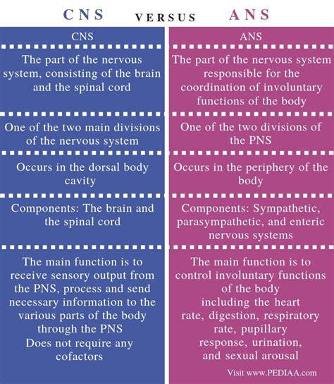 What Is The Difference Between Cns And Ans Pediaacom