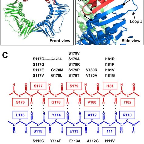 Random Amino Acid Substitutions Of The PCNA Subunit Interface A