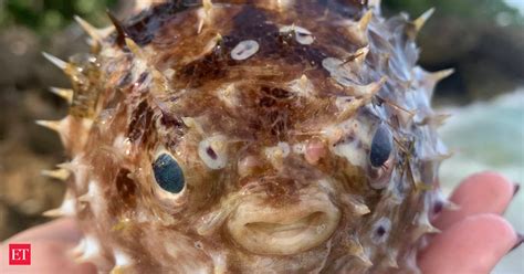 Pufferfish Poison Brazil Man Dies After Eating Pufferfish What