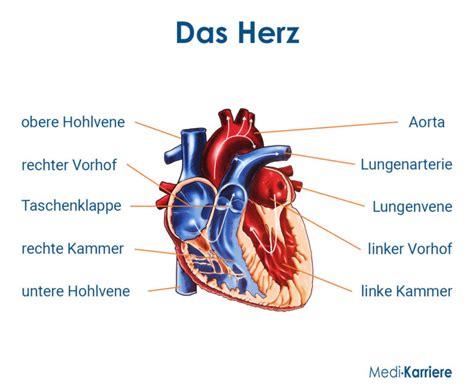 Herz Aufbau Funktion Krankheitsbilder Medi Karriere